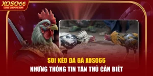 Soi Kèo Đá Gà XOSO66 - Những Thông Tin Tân Thủ Cần Biết